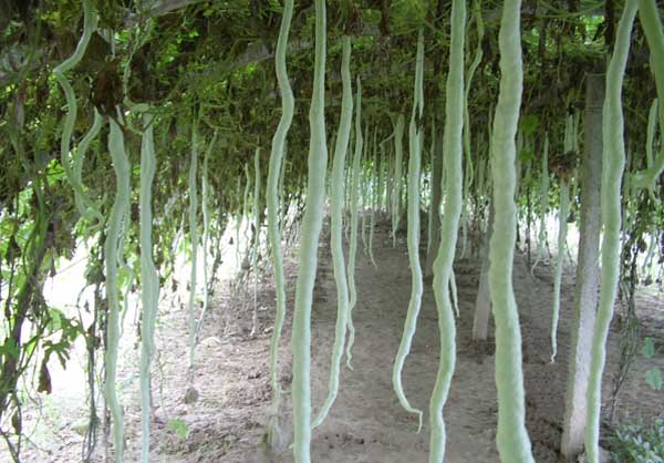 农村种植什么最赚钱