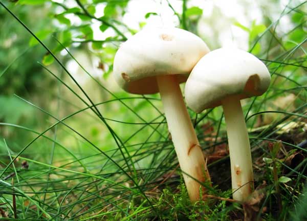 农村种植什么最赚钱