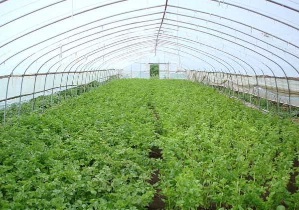 大棚蔬菜利润与成本分析