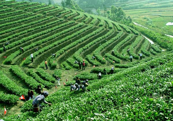 茶园管理技术