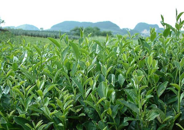 茶园管理技术