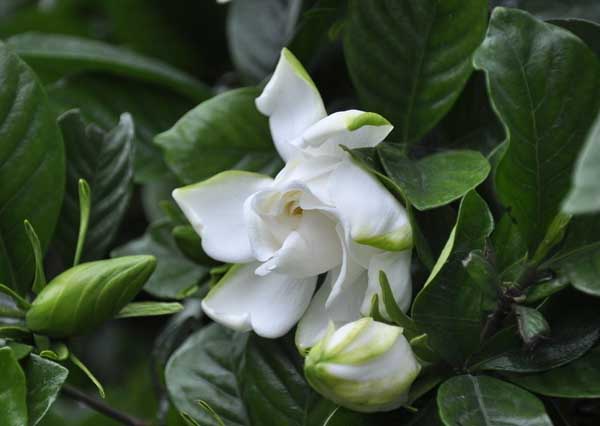 栀子花怎么养