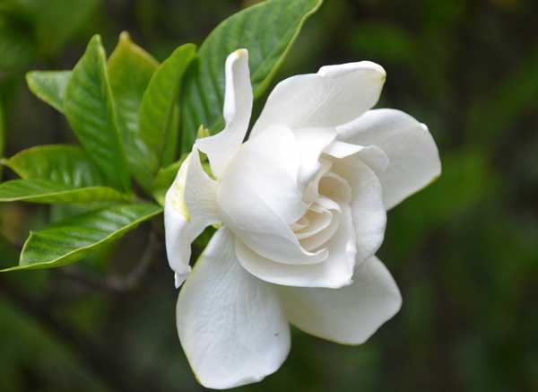 栀子花怎么养