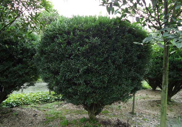 种植什么树最赚钱？