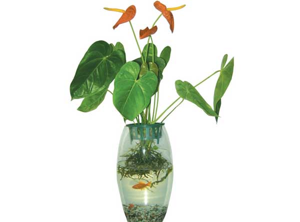 水培植物