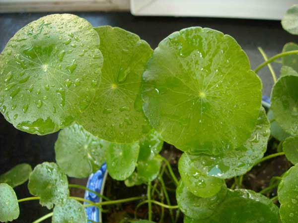水培植物营养液配方