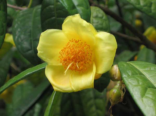 金花茶种植