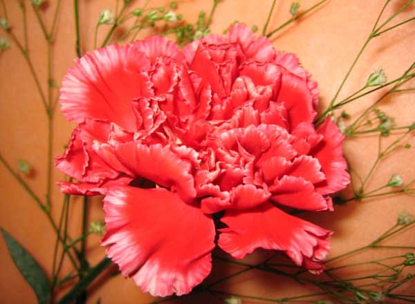 康乃馨的花语