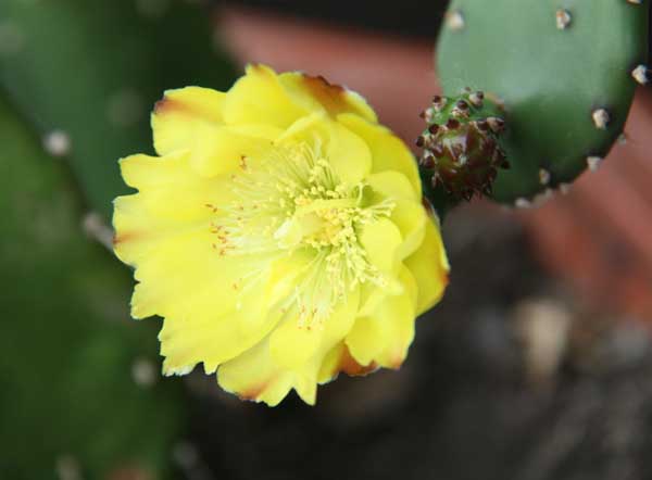 仙人掌花
