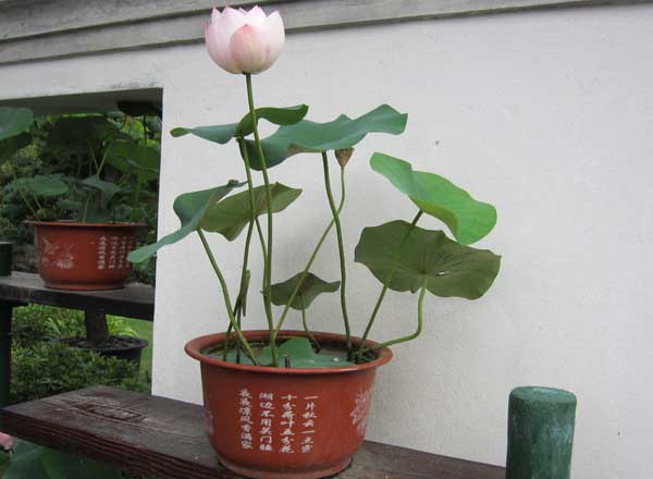 碗莲的种植方法