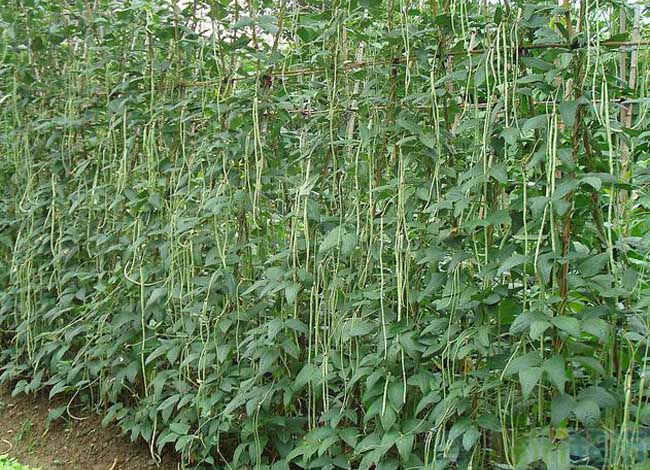 豇豆种植技术