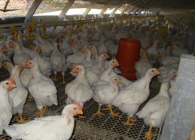 肉鸡养殖大棚