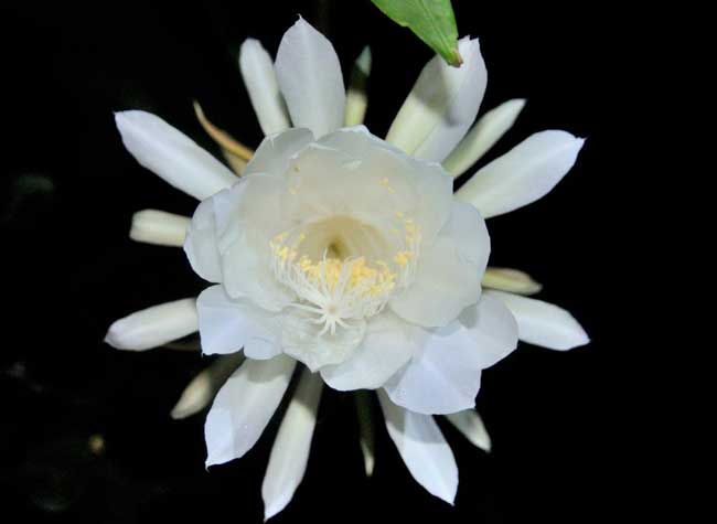 盛开的昙花
