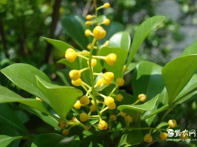 种植米兰花应注意什么