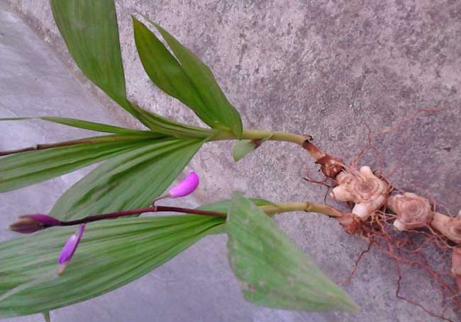 白芨价格
