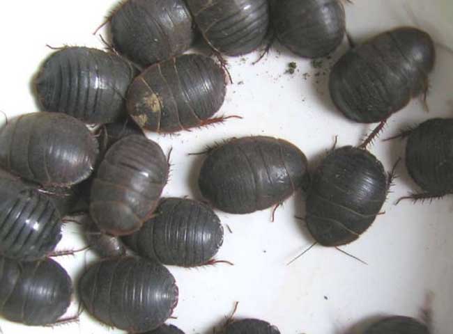昆虫养殖