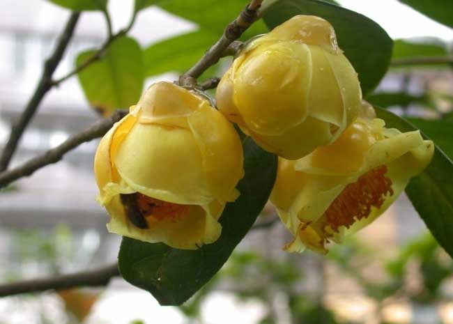 油茶种植