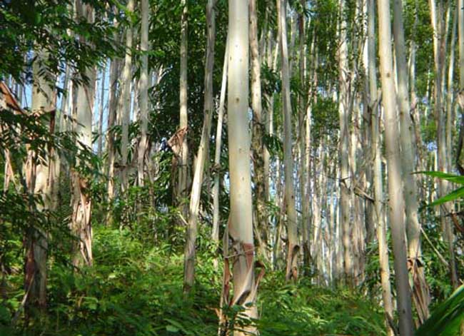 桉树种植