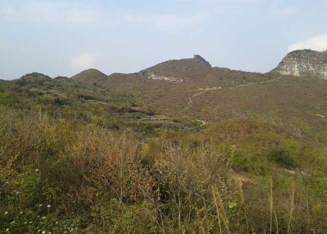 贵州长顺县万亩亩荒山寻求茶油种植合作伙伴