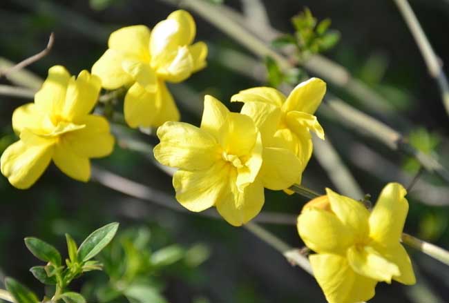 迎春花的特点