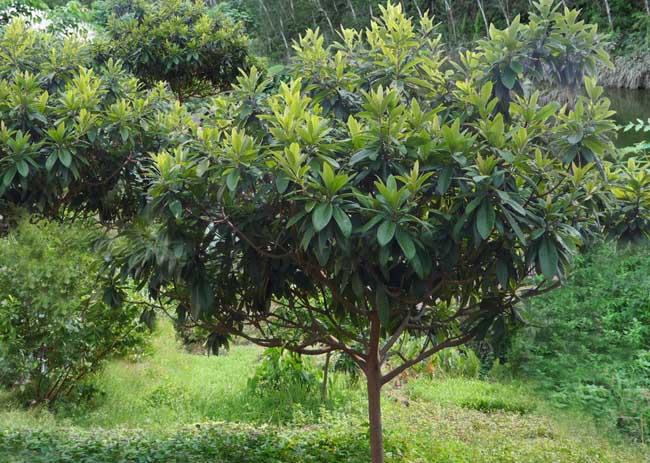 枇杷种植技术