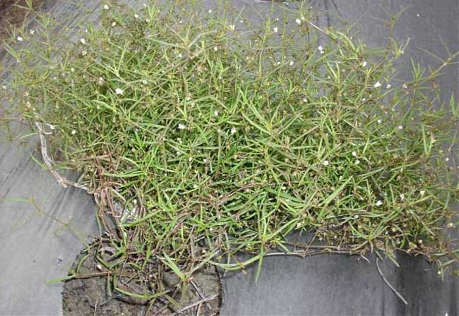 白花蛇舌草的功效与作用及食用方法