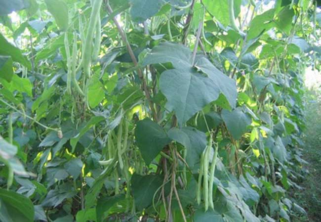 四季豆种植技术