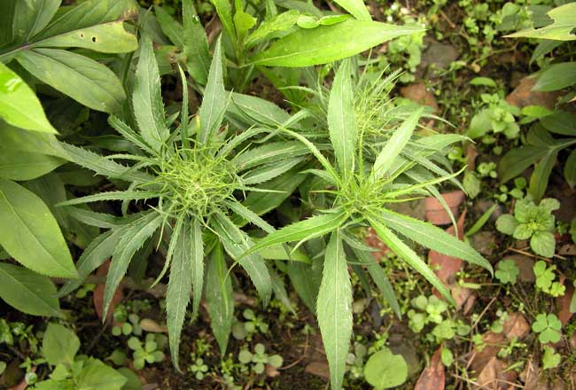 金银花种植