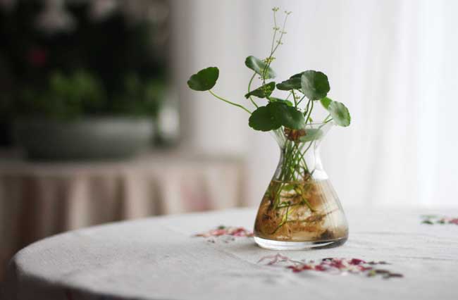 水培植物营养液配方