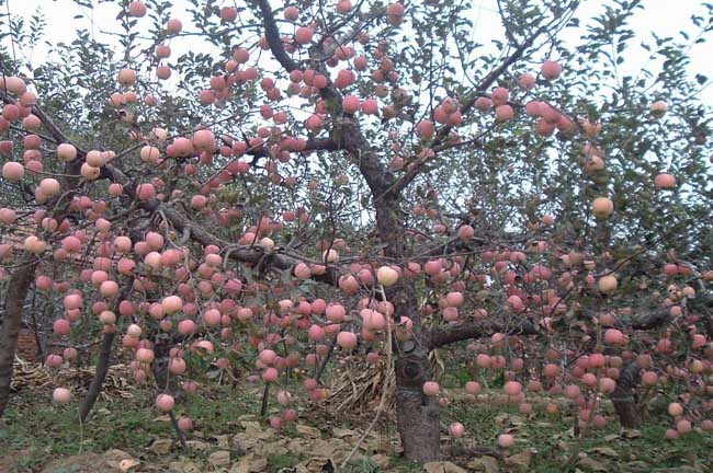 苹果果树