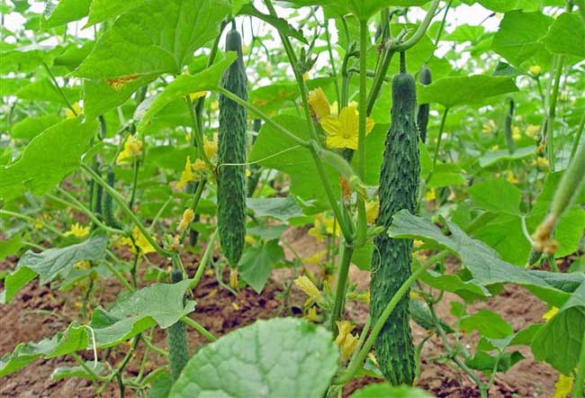 黄瓜种植的低温障碍表现特征及防治