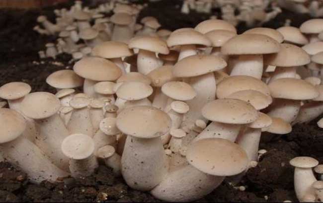 食用菌生产技术