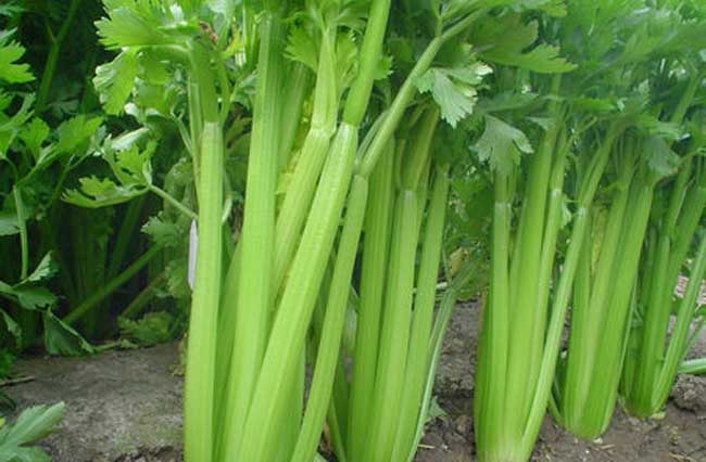 芹菜种植技术