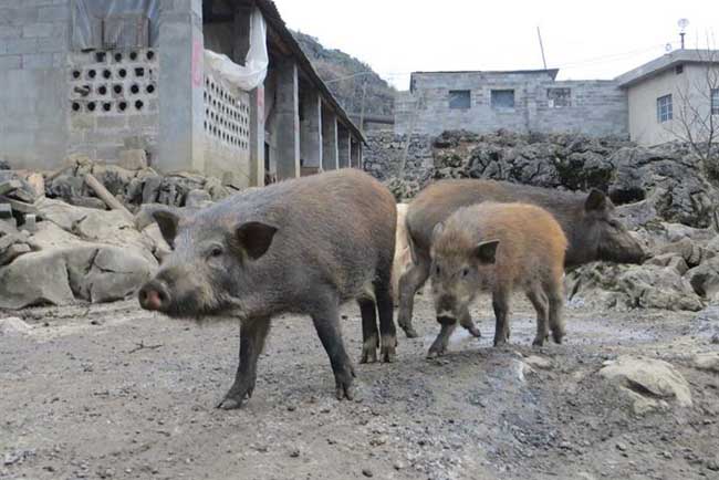 贵州野猪养殖场