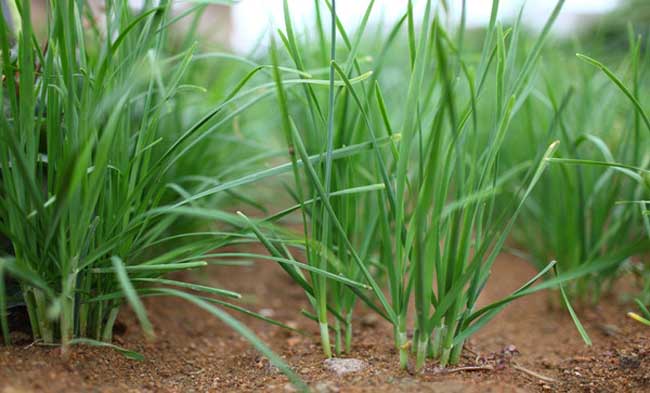 韭菜种植技术