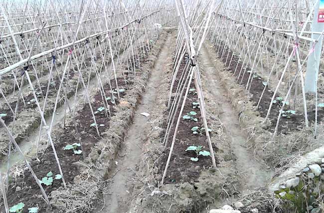 冬瓜种植技术