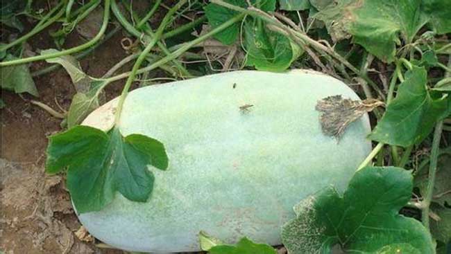 冬瓜种植技术