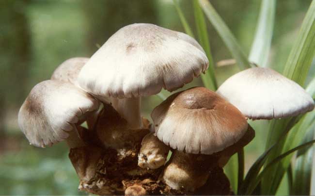 草菇栽培技术