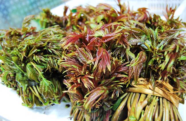 香椿是什么