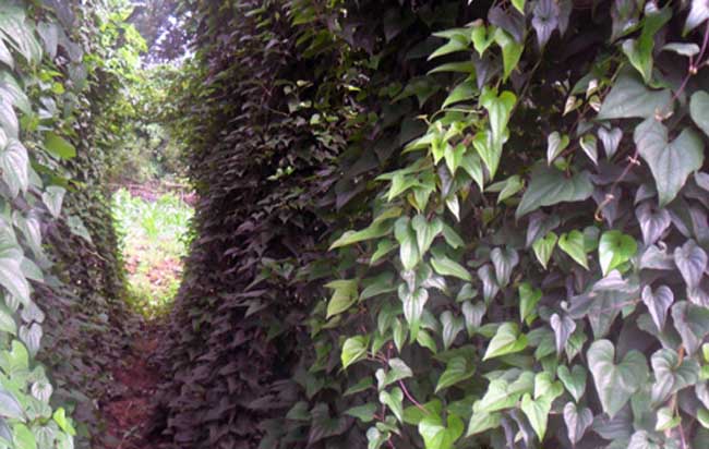山药种植技术