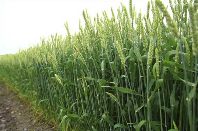 冬小麦种植技术