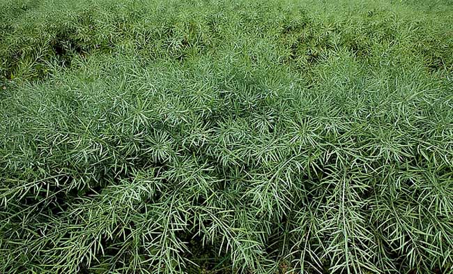 油菜栽培技术