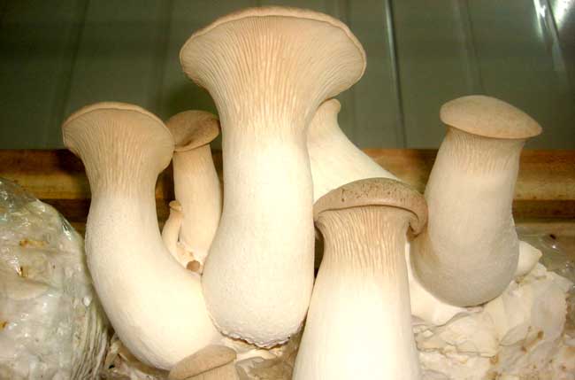 杏鲍菇种植
