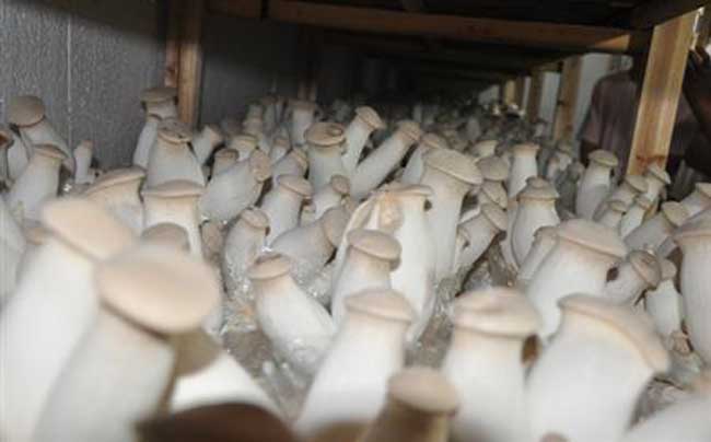 杏鲍菇种植