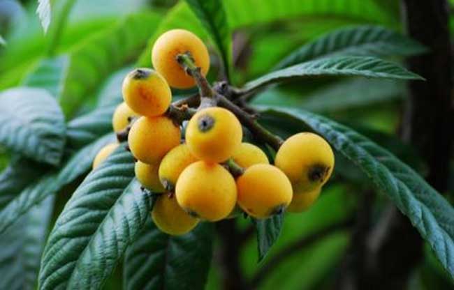 枇杷种植条件