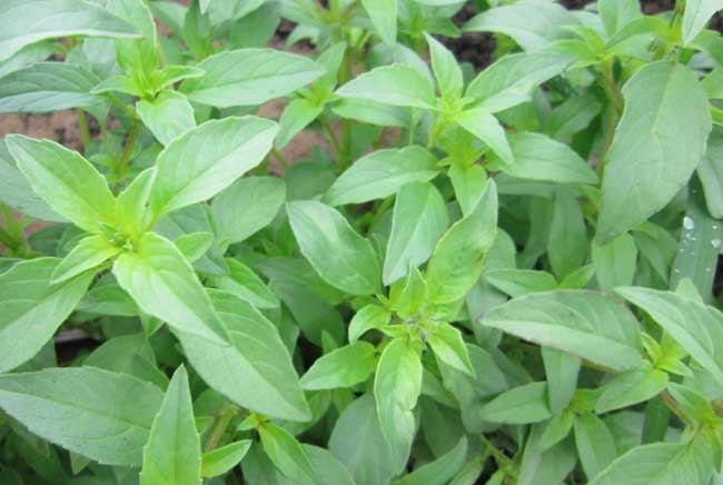 荆芥种植技术