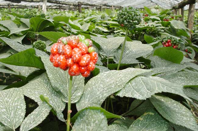 西洋参种植技术