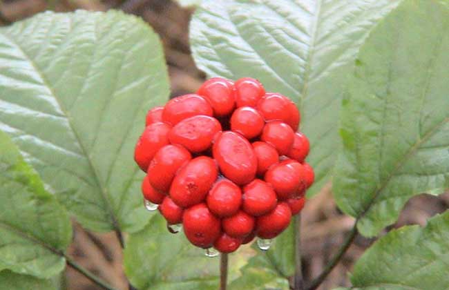 西洋参种植技术