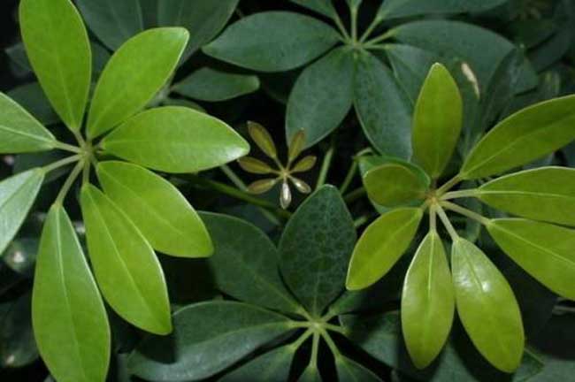 发财树种植和养护管理技术