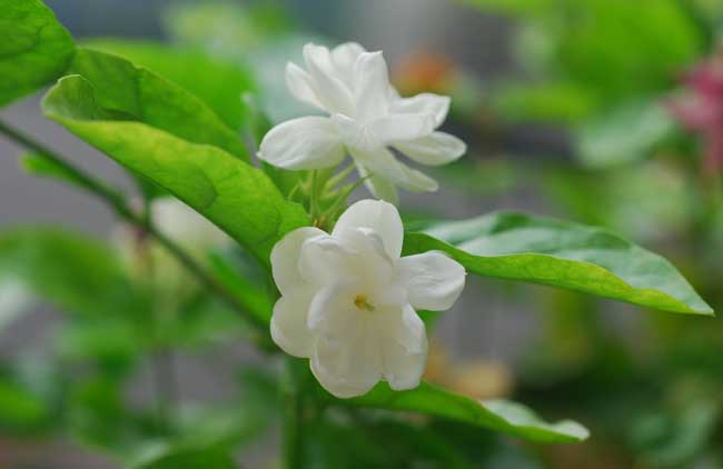 茉莉花种植技术